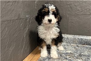 Blakely - Bernedoodle, Mini for sale
