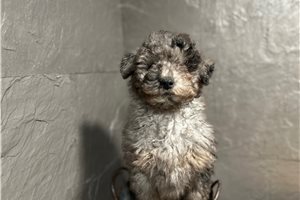 Bertie - Bernedoodle, Mini for sale