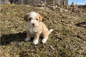 Balto - Bernedoodle, Mini for sale