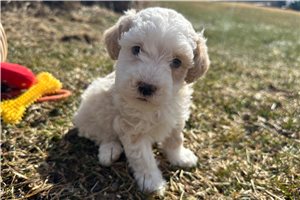 Bandit - Bernedoodle, Mini for sale