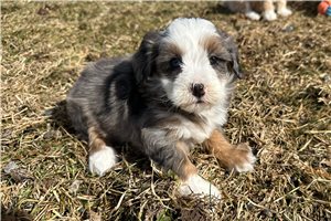 Baroness - Bernedoodle, Mini for sale