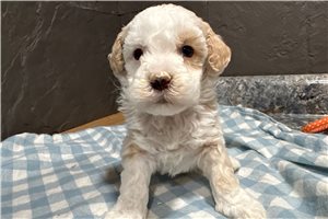Bandit - Bernedoodle, Mini for sale
