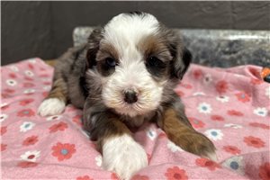 Baroness - Bernedoodle, Mini for sale