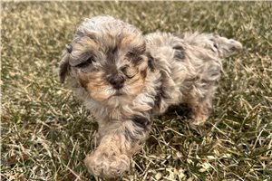 Kenzie - puppy for sale
