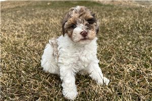 Katie - Poodle, Miniature for sale