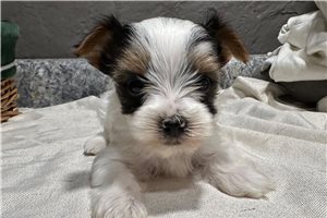 Heath - puppy for sale