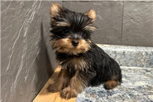 Elijah - Yorkshire Terrier - Yorkie for sale
