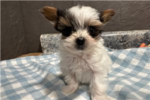 Hickory - Yorkshire Terrier - Yorkie for sale