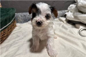 Hunter - puppy for sale