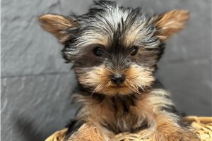Ellison - Yorkshire Terrier - Yorkie for sale