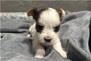 Hermione - Yorkshire Terrier - Yorkie for sale