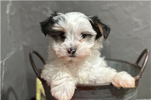 Bertie - Yorkshire Terrier - Yorkie for sale