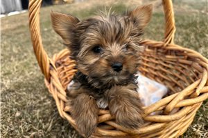 Hope - Yorkshire Terrier - Yorkie for sale