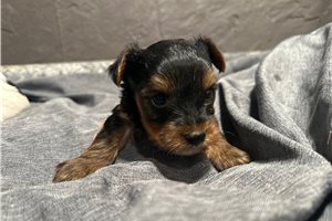 Humphrey - puppy for sale