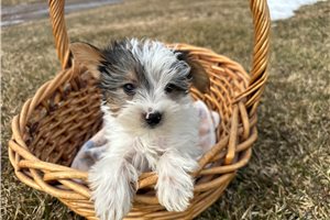 Hunter - Yorkshire Terrier - Yorkie for sale