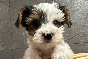 Hunter - Yorkshire Terrier - Yorkie for sale