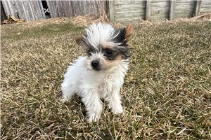 Hickory - Yorkshire Terrier - Yorkie for sale