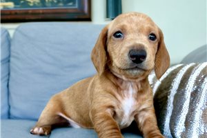 Audrey - puppy for sale
