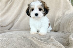 Betty - Morkie / Yorktese for sale