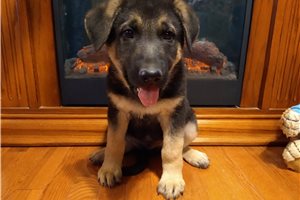 Kaleb - puppy for sale