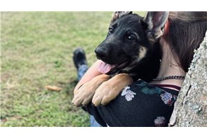 Freida - puppy for sale