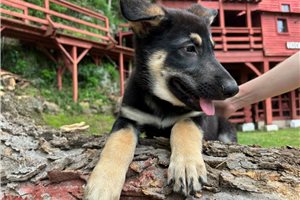 Fraulein - puppy for sale