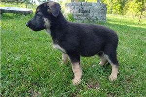 Gretchen - German Shepherd for sale
