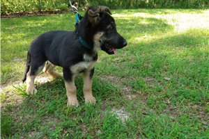 Neith - puppy for sale