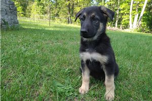 Gretchen - puppy for sale