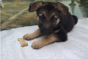 Brock - puppy for sale