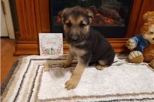 Kiki - German Shepherd for sale
