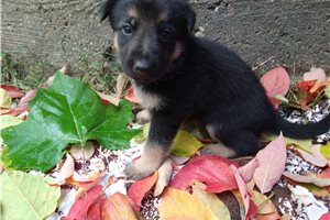 Kaiden - puppy for sale