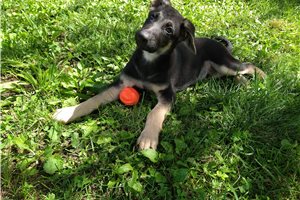 Hansel - puppy for sale