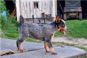 Caroline - Australian Cattle Dog/Blue Heeler for sale