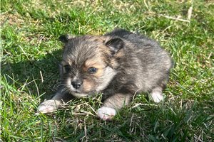 Reagan - puppy for sale