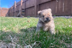 Ruger - puppy for sale