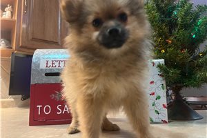 Latte - Pomeranian for sale