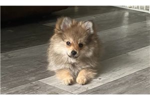 River - Pomeranian for sale