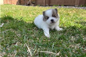 Rileigh - puppy for sale
