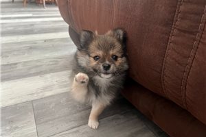 Reagan - Pomeranian for sale