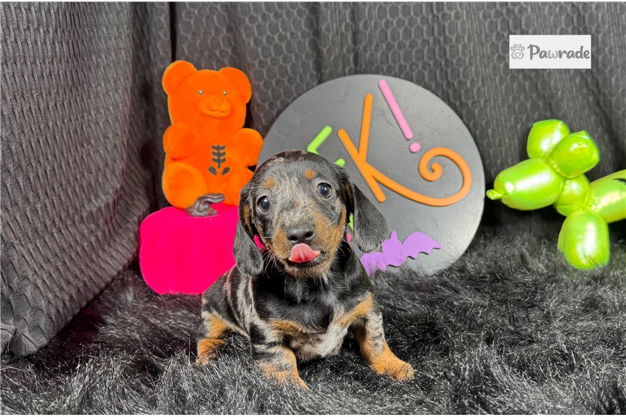 Jinx, male Mini Dachshund puppy for sale