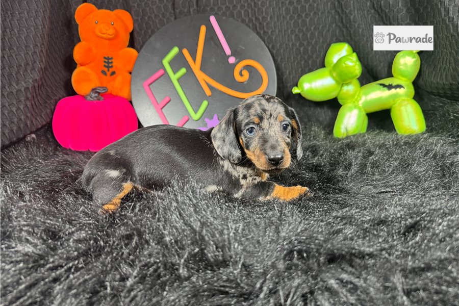 Jiminy - Mini Dachshund for sale