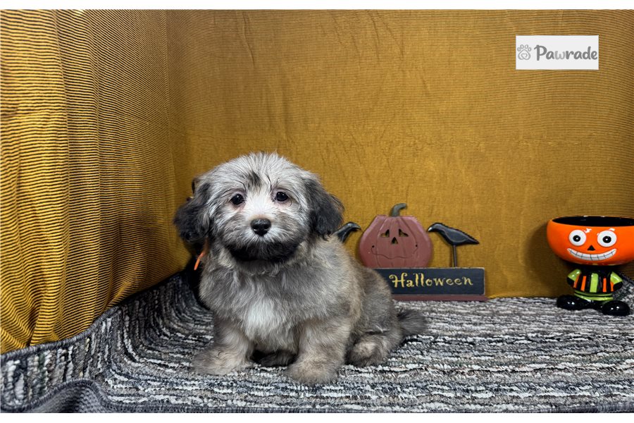 Bill - Havanese for sale