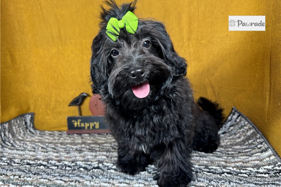 Tamara, female Havapoo puppy for sale