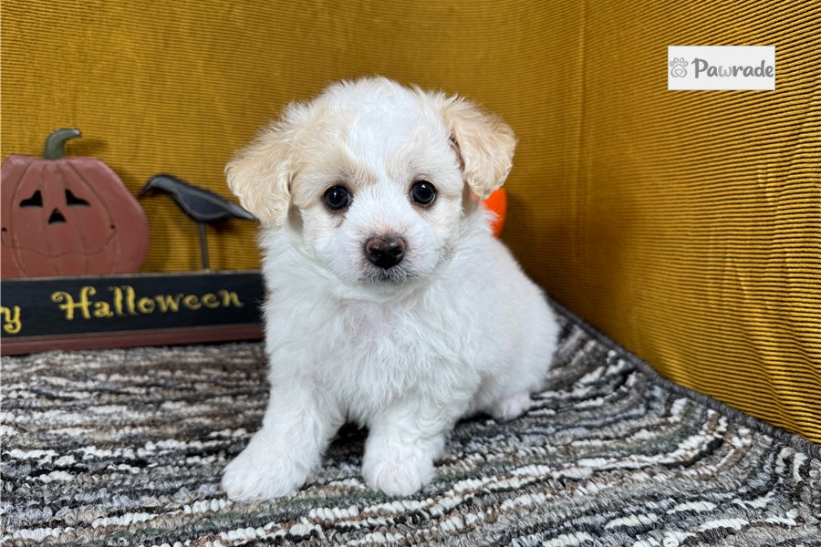 Emmett - Maltipoo for sale