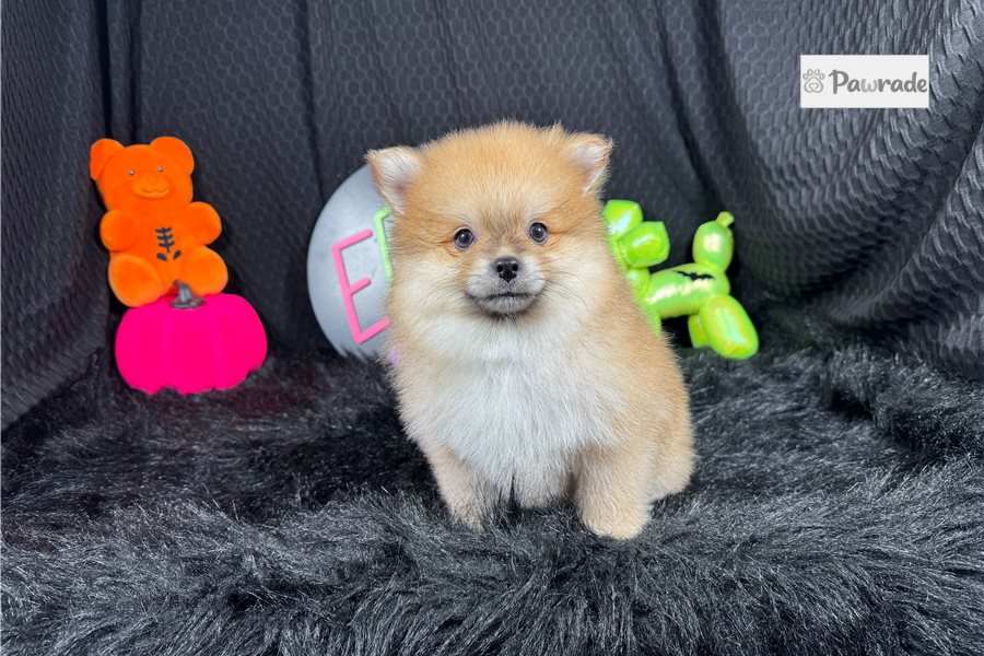 Chieftain - Pomeranian for sale
