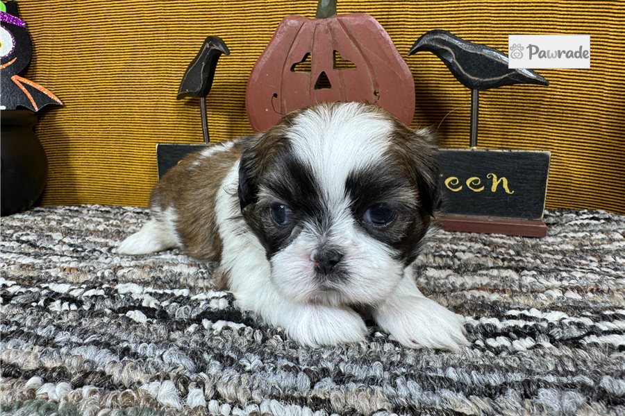 Paco - Shih Tzu for sale