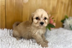 Sparkles - puppy for sale