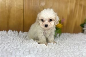 Tuffy - puppy for sale