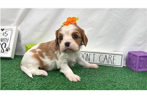 Dixie - puppy for sale